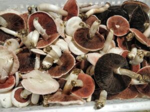 Funghi1
